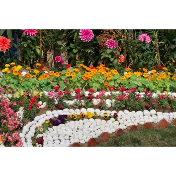 Pansy Plant Pansy Plant10-3005875-31386.webp
